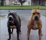 pitbull-gbpic-1