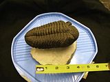 pearlringsandfossils059.jpg